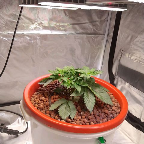 Lemon Haze growlog timeline photo