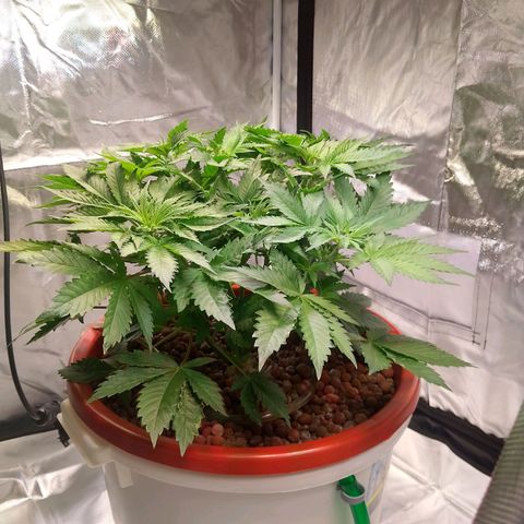Lemon Haze growlog timeline photo