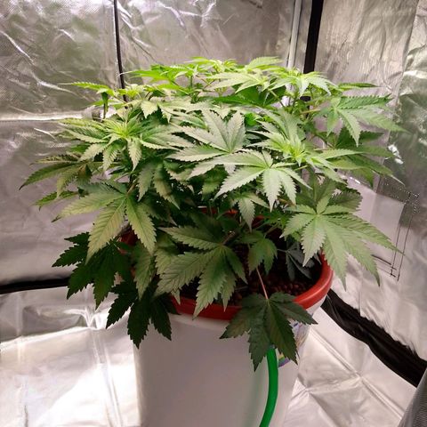 Lemon Haze growlog timeline photo