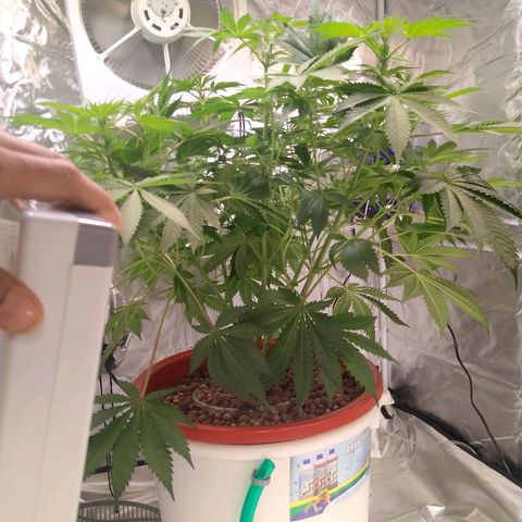 Lemon Haze growlog timeline photo