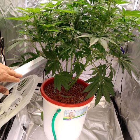 Lemon Haze growlog timeline photo