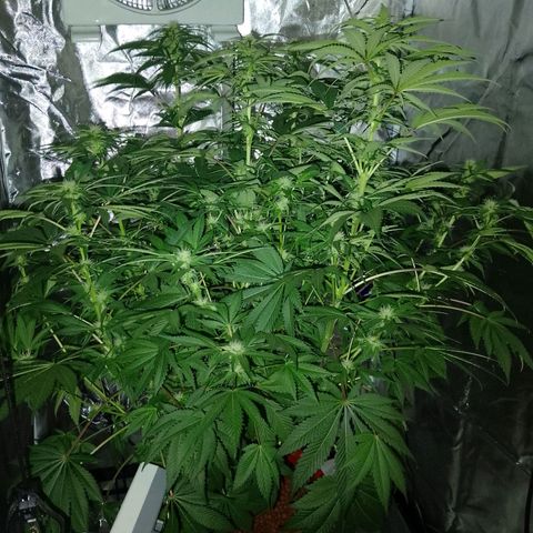 Lemon Haze growlog timeline photo