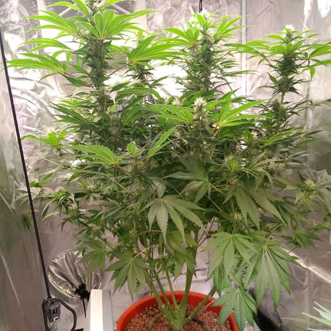 Lemon Haze growlog timeline photo