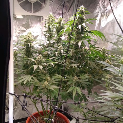Lemon Haze growlog timeline photo