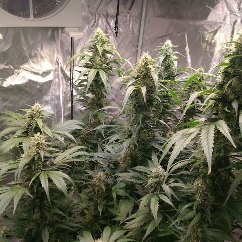 Lemon Haze growlog timeline photo