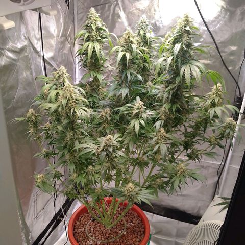 Lemon Haze growlog timeline photo