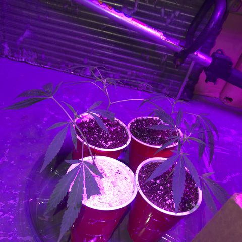 Pops Plant clones growlog photo: Transplanted 