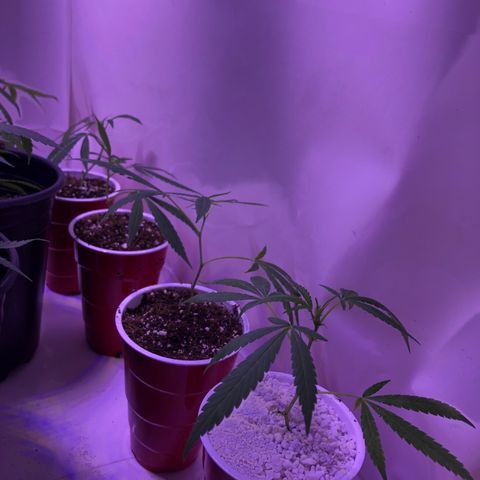 Pops Plant clones growlog photo: Transplanted 