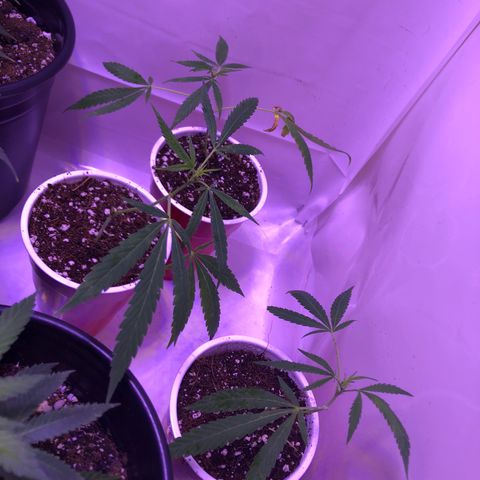 Pops Plant clones growlog photo: Transplanted 