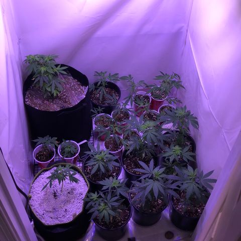 Pops Plant clones growlog photo: Fillin up nicely