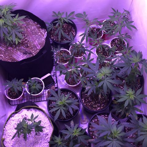 Pops Plant clones growlog photo: Fillin up nicely