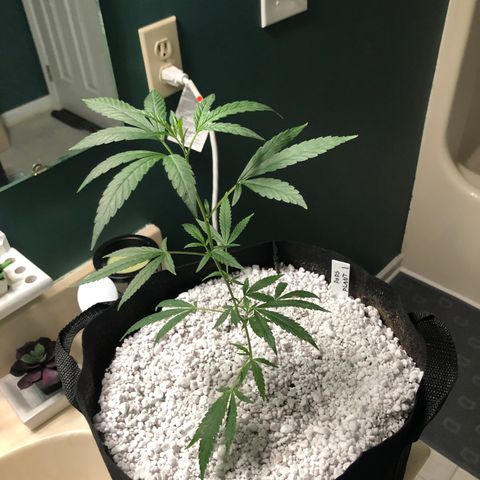 Pops Plant clones growlog photo: 1, 2, 3 transplanted