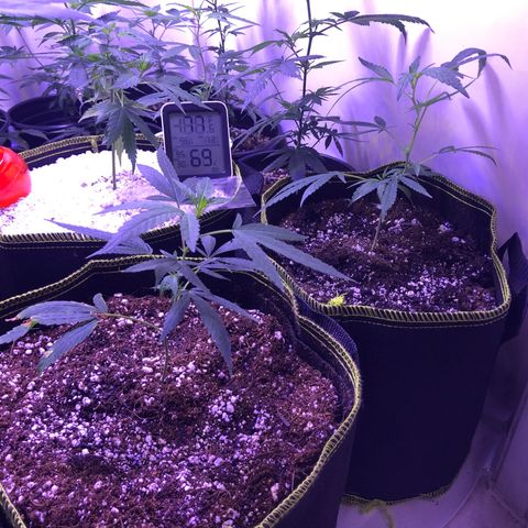 Pops Plant clones growlog photo: 1, 2, 3 transplanted
