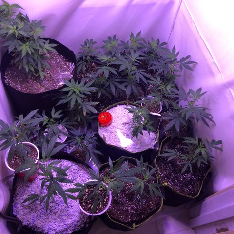 Pops Plant clones growlog photo: Low on space after up potting