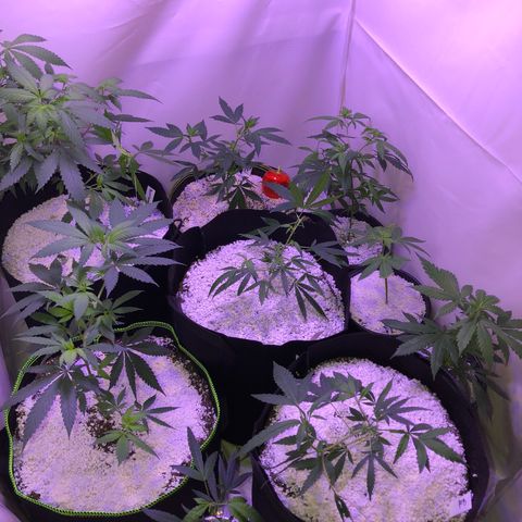 Pops Plant clones growlog timeline photo