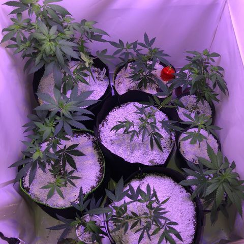 Pops Plant clones growlog timeline photo