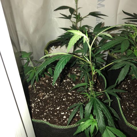 Pops Plant clones growlog timeline photo