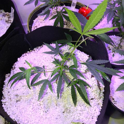 Pops Plant clones growlog timeline photo