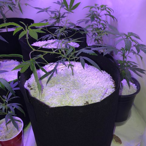 Pops Plant clones growlog timeline photo