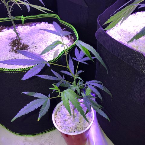 Pops Plant clones growlog timeline photo