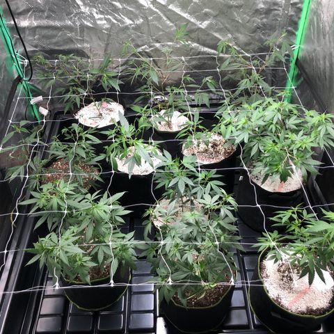 Pops Plant clones growlog photo: Whole new worldd
