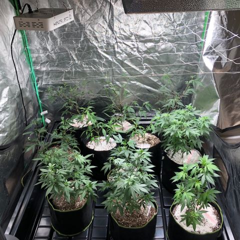 Pops Plant clones growlog photo: Whole new worldd