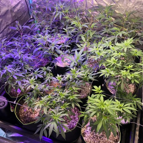Pops Plant clones growlog photo: Stuffed