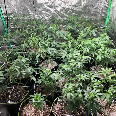Pops Plant clones growlog photo: Looking dry after 3 days, freshly watered