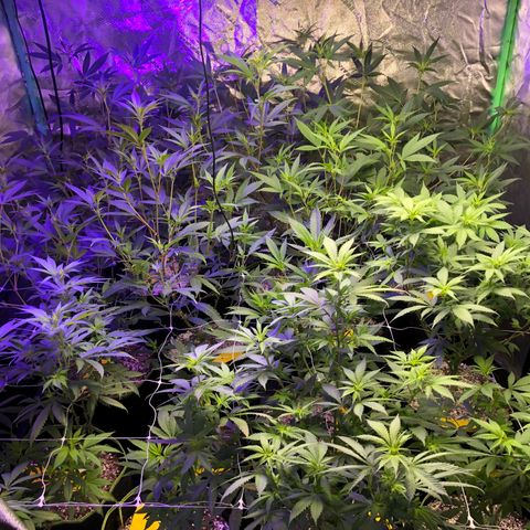 Pops Plant clones growlog photo: Stretching