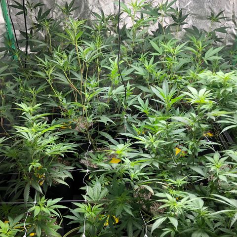 Pops Plant clones growlog photo: Stretching