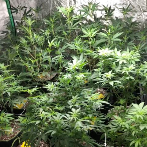 Pops Plant clones growlog photo: New light and trellis