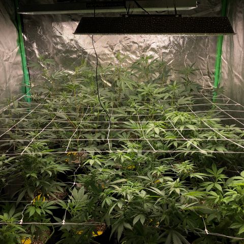Pops Plant clones growlog photo: New light and trellis