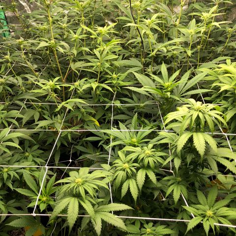 Pops Plant clones growlog photo: End of week 2, hungry plants