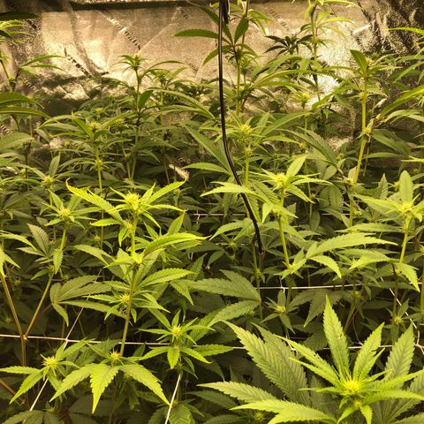 Pops Plant clones growlog photo: End of week 2, hungry plants