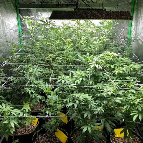 Pops Plant clones growlog photo: End of week 2, hungry plants