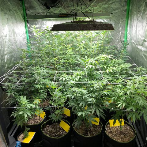 Pops Plant clones growlog photo: End of week 2, hungry plants