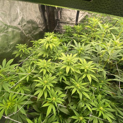 Pops Plant clones growlog timeline photo