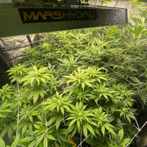 Pops Plant clones growlog timeline photo