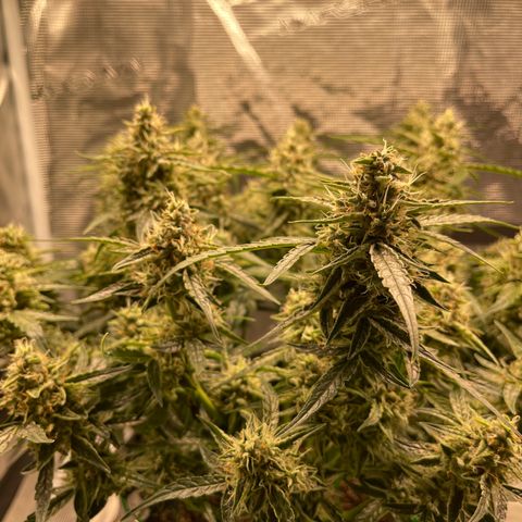 Green Crack growlog timeline photo