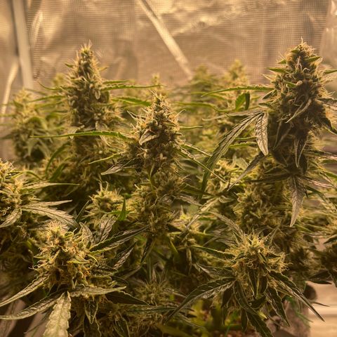 Green Crack growlog timeline photo