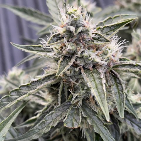 Green Crack growlog photo: Natural Light