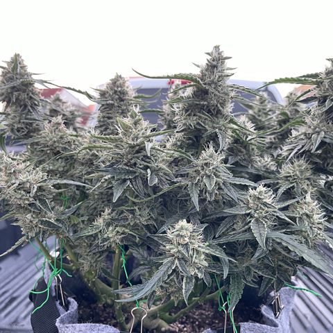 Green Crack growlog photo: Natural Light