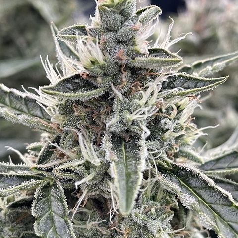 Green Crack growlog photo: Natural Light