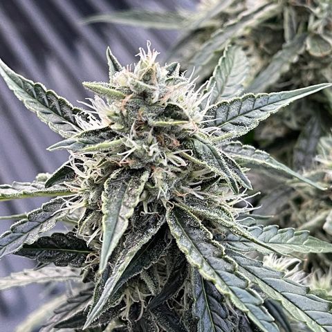 Green Crack growlog photo: Natural Light
