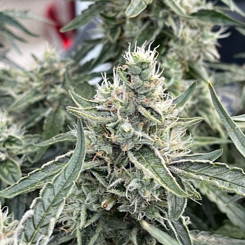 Green Crack growlog photo: Natural Light