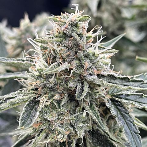 Green Crack growlog photo: Natural Light