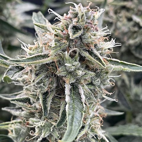 Green Crack growlog photo: Natural Light