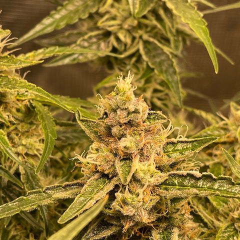 Green Crack growlog timeline photo