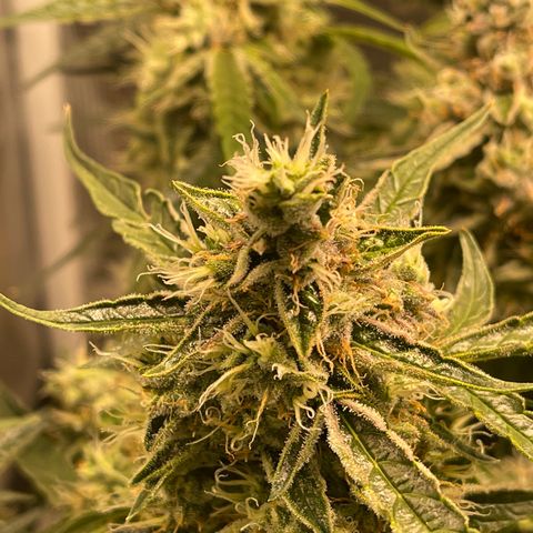 Green Crack growlog timeline photo