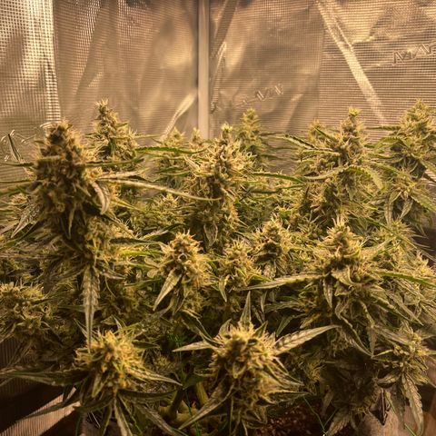 Green Crack growlog timeline photo
